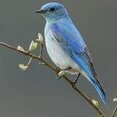 Bluebird