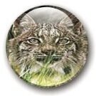 WildwoodBobcat